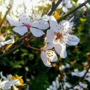 Meet your Posher, Faith